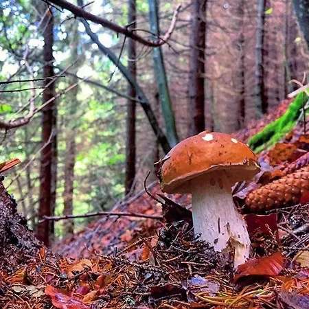 La Tana Del Ludo Apartment Baveno