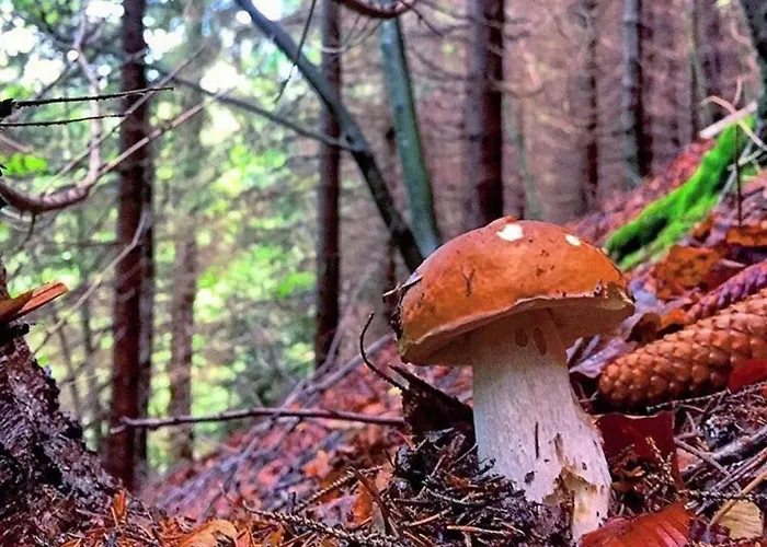 La Tana Del Ludo Apartamento Baveno